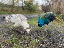 Load image into Gallery viewer, Easter Holiday Club (22nd April - 25th April)