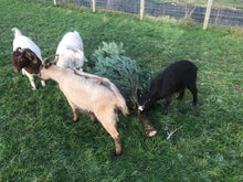 Load image into Gallery viewer, 🎄Feed the Goats 🎄