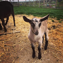 Load image into Gallery viewer, Summer Holiday Club Week 2 (28th July -1st August)