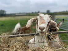 Load image into Gallery viewer, Easter Holiday Club (22nd April - 25th April)