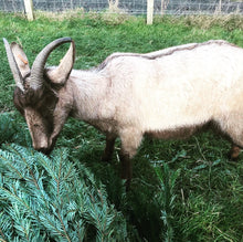 Load image into Gallery viewer, 🎄Feed the Goats 🎄