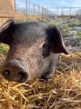 Load image into Gallery viewer, Wilde Weekends