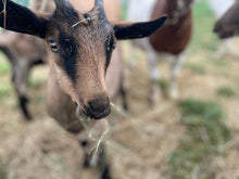 Load image into Gallery viewer, May Half Term Holiday Club (27th May - 30th May)