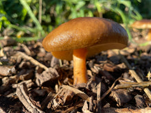 Load image into Gallery viewer, Summer Holiday Club Week 1 (21st July - 25th July)