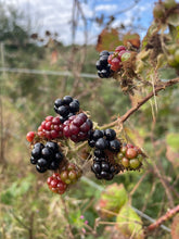 Load image into Gallery viewer, October Home Education Day (21st)