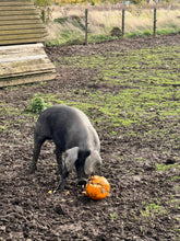 Load image into Gallery viewer, 🎃Pumpkin Feeding Day - Sunday 8th November 2026