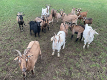 Load image into Gallery viewer, October Home Education Day (21st)