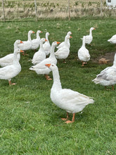 Load image into Gallery viewer, October Home Education Day (21st)