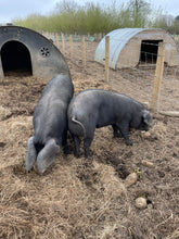 Load image into Gallery viewer, 🎃Feed the Piggies🎃