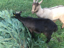 Load image into Gallery viewer, 🎄Feed the Goats 🎄