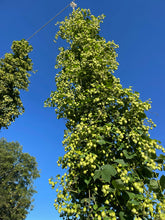 Load image into Gallery viewer, Wilde North Blonde ale 3.8%