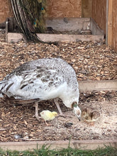 Load image into Gallery viewer, May Half Term Holiday Club (27th May - 30th May)