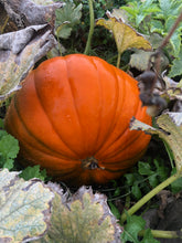 Load image into Gallery viewer, October Half Term Holiday Club (27th October - 31st October)