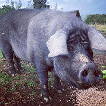 Load image into Gallery viewer, October Half Term Holiday Club (27th October - 31st October)