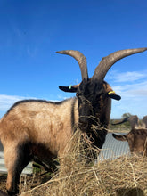 Load image into Gallery viewer, Easter Holiday Club (22nd April - 25th April)
