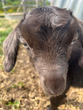 Load image into Gallery viewer, 🎄Feed the Goats 🎄
