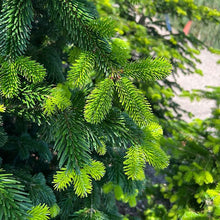 Load image into Gallery viewer, Nordman Fir (8ft+)
