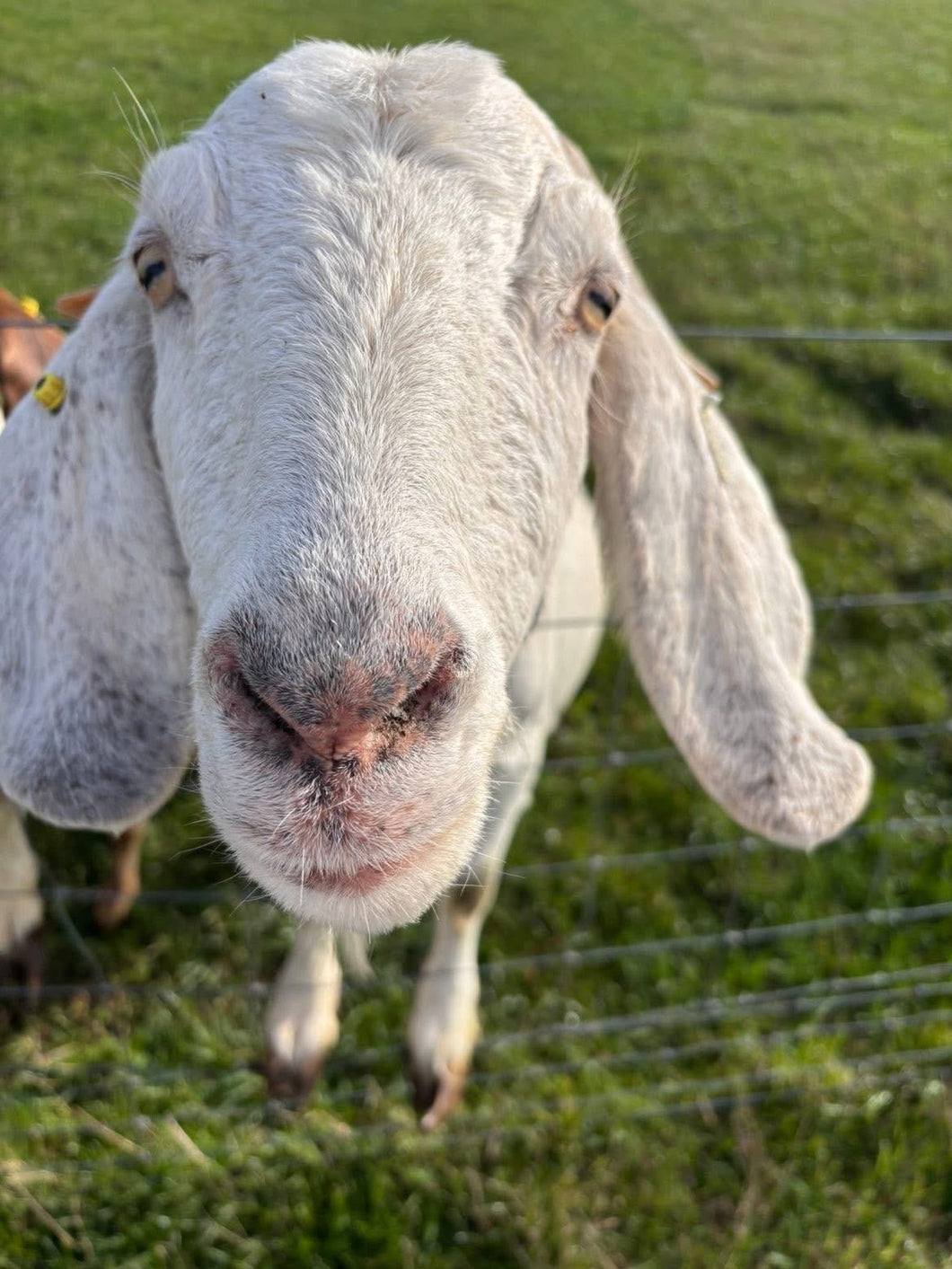 🎄Feed the Goats 🎄