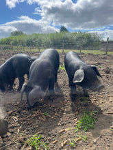 Load image into Gallery viewer, 🎃Feed the Piggies🎃
