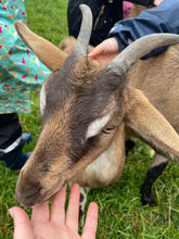 Load image into Gallery viewer, 🎄Feed the Goats 🎄
