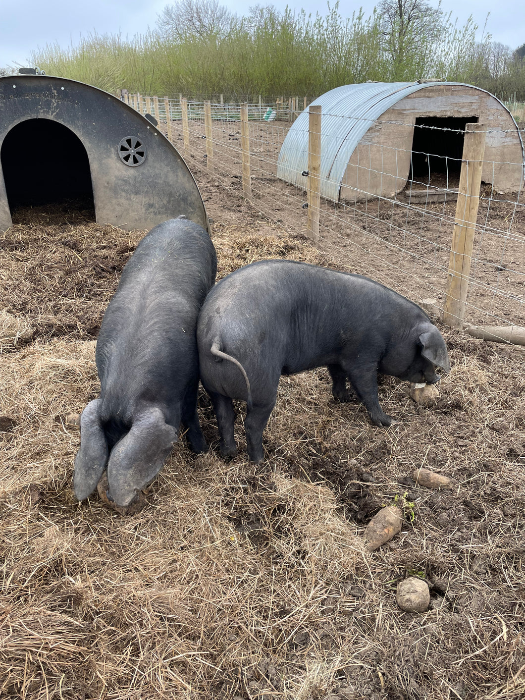 🎃Feed the Piggies🎃